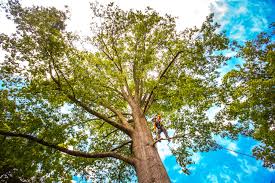 Best Tree Maintenance Programs  in Cleveland, WI