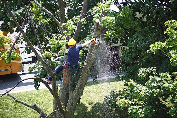 How Our Tree Care Process Works  in  Cleveland, WI